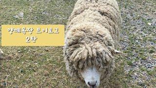 SKY sheep farm/하늘양떼목장/목장 알바브이로그2탄/VLOG/스카이스윙