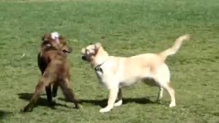 Our dog Cooper @ Big Sky Dog Park