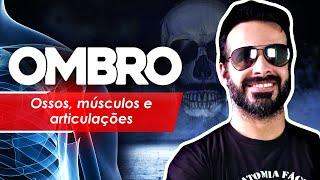 OMBRO: OSSOS, MÚSCULOS E ARTICULAÇÕES