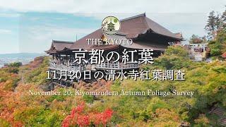 [Breaking News] November 20th,autumn foliage situation at Kiyomizu Temple!