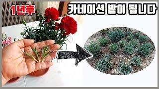 작고작은 카네이션 어린순이 1년후 에는 밭을 만들수 있어요 카네이션 번식, 삽목 하고 1년후 모습