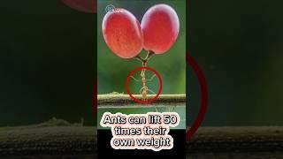 Did You Know: Ants can lift 50 times their own weight #shorts #facts