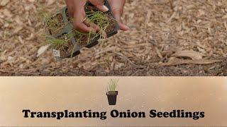 Transplanting Onion Seedlings | Let's Grow Stuff