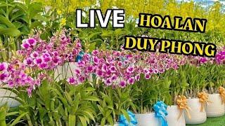 HOA LAN DUY PHONG CÓ COMBO NỤ TẾT SIÊU ĐẸP..