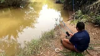 Strike terus!... mancing pepas ikan sungai memang seronok #malaysiafishingvideos