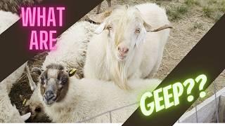 What are Geep? [Are Sheep / Goat Hybrids real?!]