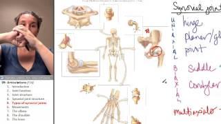 Articulations 5- Types of synovial joints