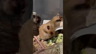 Hamsters grooming after looking around suspiciously |  Bath