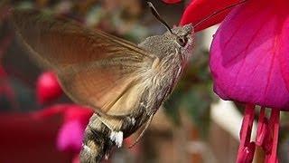 Fruczak gołąbek (Macroglossum stellatarum) - polski koliber