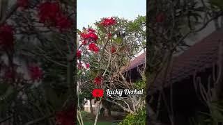 Kamboja merah #shortfeed #shortsvideo #short #kamboja