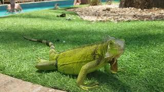 Iguanas at the pool in Aruba