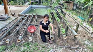 Techniques for growing vegetables in bamboo tubes , Build a free farm - Lý Thị An