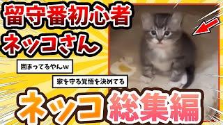 【2ch動物スレ総集編】初めてお留守番をするネッコさん→反応が可愛すぎるwww/ネッコ300選‼