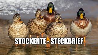 Stockente - Steckbrief (Aussehen, Ruf und mehr)