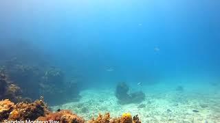 Dive Sandals Resorts Montego Bay