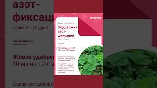 Чем и когда подкармливать клубнику? 