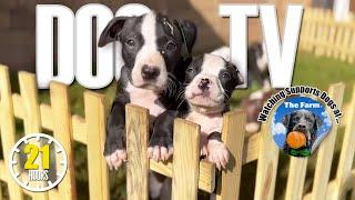 Best Video for Puppies to Watch  Dog TV: 21 Hours Puppies Playing  Anti Anxiety Dog Music