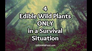 4 Edible Wild Plants to Use Only in a Survival Situation