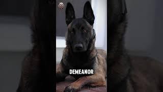 Belgian Malinois The World’s Best Guard Dog and Fearless Protector!