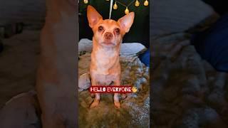 Riddle time️ #yt #dog #pets #animal #cute #fyp #shorts #doglover #petlover #cutedog #doglife