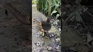 Lyrebird, Australia. Imitating other birds, construction, humans.