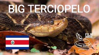 Big deadly venomous Terciopelo (Bothrops asper), snake from Costa Rica, Fer-de-lance pit viper