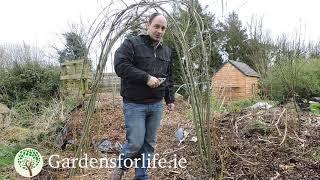 Living Willow Structures - Arches