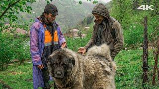 Rainy Day of the Shepherds (Shepherd Dog; Taurus) | Documentary ▫️4K▫️