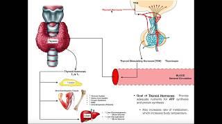 Specific Hormones | Functions of Thyroid Hormones