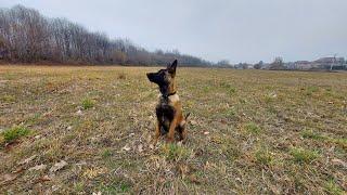 addestramento cucciolo malinois 120 giorni obbedienza mondioring