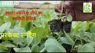 SCS AGRO COCO PEAT | यस सी यस अग्रो कोको पीट