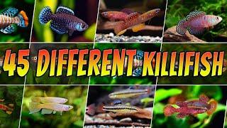 Different Types of Killifish : Rare & Common Killifish : Aquarium Fish Species List