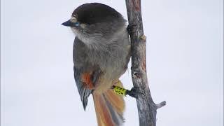 Sound of the day #2: Siberian Jay with extraordinary vocabulary