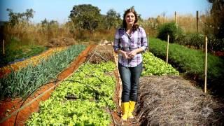 Agricultura Orgânica - Momento Ambiental