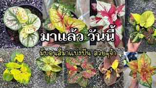 แบ่งปันบอนสีรอบนี้มีหลายขนาดครับ|เบิดชัย บอนสี