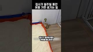 집사가 일주일 동안 여행 가면 생기는 일
