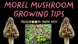 GROWING MORELS