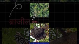 तीन viral facts Three amegin facts/New viral reels/शहद खट्टा है#newreels#trendingshorts #viralreels