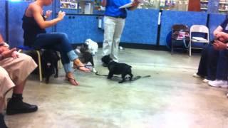 Puppy training class at Petsmart Level 1