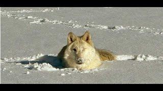 Wolfdogs Become Snowdogs After a Huge Snow