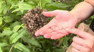 How to harvest Spotted Joe Pye Weed (Eutrochium maculatum) seeds.