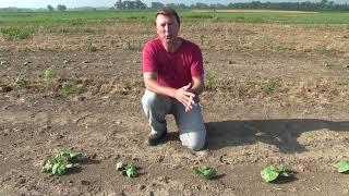 Early season management of cucumber beetles and bacterial wilt on pumpkin and squash