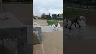 Having fun wherever we go! #skater #skaterboi #rescuedog #happy #funny #rain