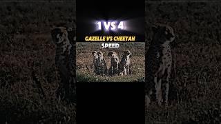 Cheetah vs Gazelle #trending #animals #gazelle #cheetah #youtubeshorts #viralvideo #wildlife