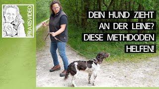 Dein Hund zieht an der Leine? ️ Diese Methoden können Dir helfen! ️ Praxisvideo ️