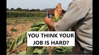 Amish Harvest in Lancaster County...Tobacco