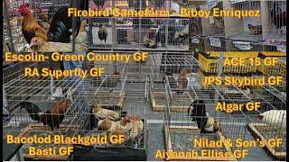 Presyo sa Gamefowl Expo Big Farm - Escolin ,  Biboy  Bacolod breeder, White Kelso, Sweater, Hatch RH