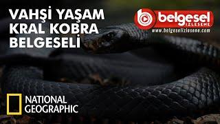 Vahşi Yaşam Kral Kobra Belgeseli - Türkçe Dublaj