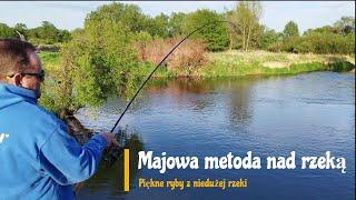 Majowa metoda nad rzeką. Piękne ryby z niedużej rzeki.