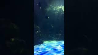 Open ocean style aquarium